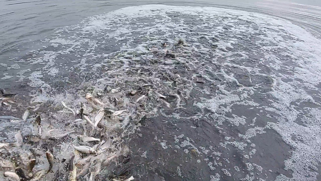 Кислород нужен всем: эколог Юрий Коробов о проблеме замора рыбы