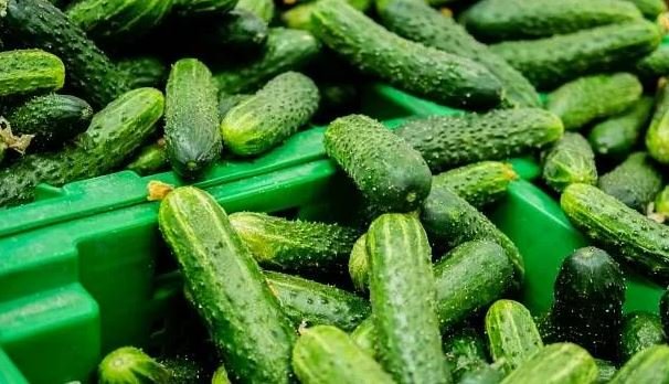 Цены на огурцы в Санкт-Петербурге достигли рекорда среди сопоставимых городов