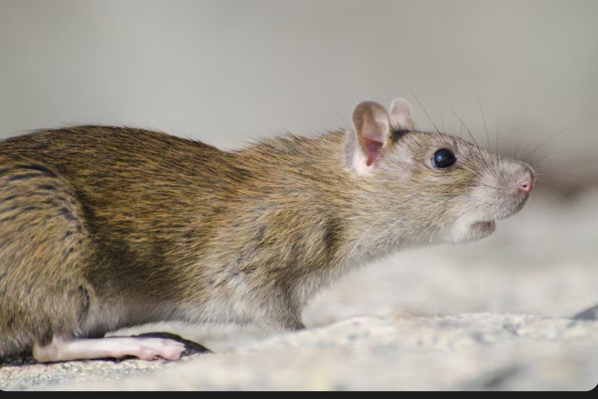 Эксперимент на крысах показал вред переработанной пищи для памяти