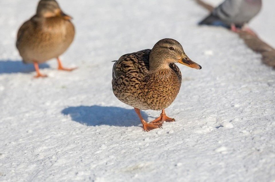 Китайский фермер нашёл золотые самородки в желудке утки