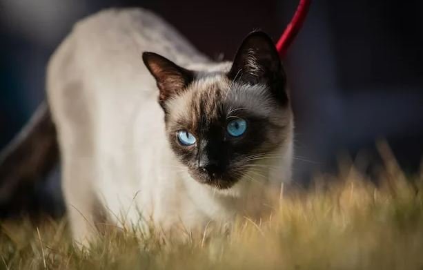 Клещи и кошки: важность профилактики для ваших питомцев