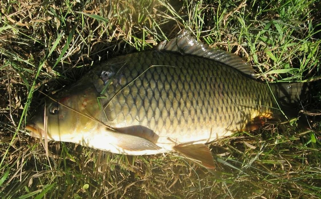 Эксперты посоветовали, как правильно хранить пойманную рыбу