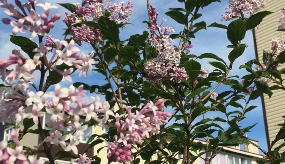 В НАО прошел конкурс по интерьерному озеленению