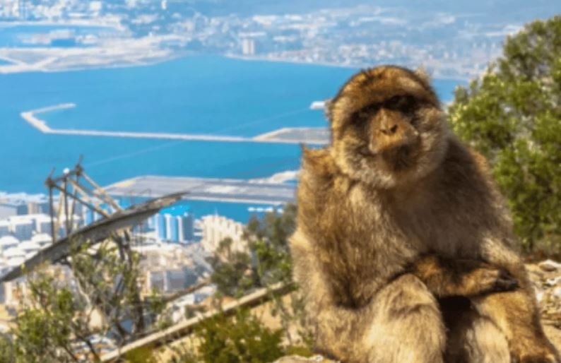 Макаки Гибралтара начали есть землю из-за неправильного питания от туристов
